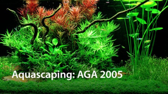 Aquascaping: AGA Winner